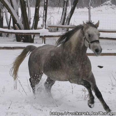 horse_1