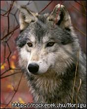 animals07