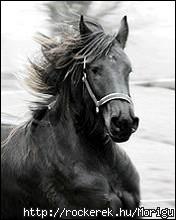 animals10