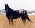 appaloosa mint cheyen
