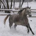 horse_1