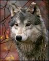 animals07