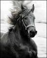 animals10