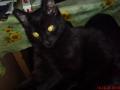 Lucifer