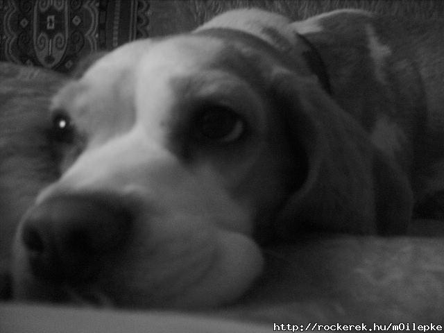 my fenevad