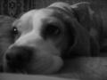 my fenevad