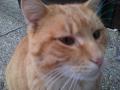 tigris
