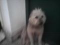 terry