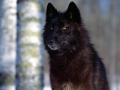 377_fekete-farkas[1]