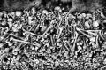 bones