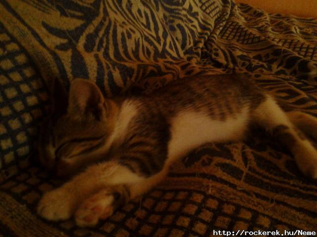 Meow :3