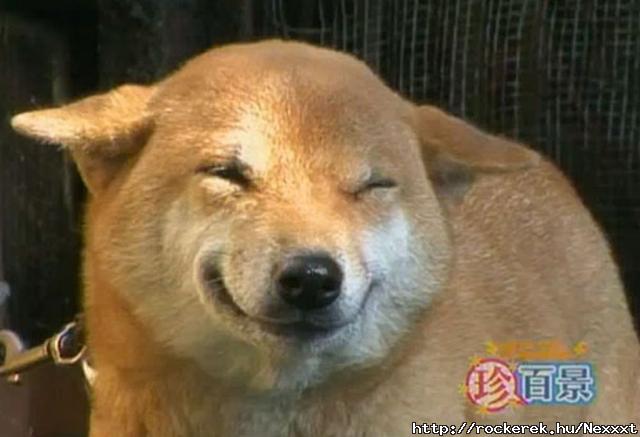 Shiba Inu 2