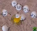 eggs