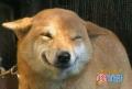 Shiba Inu 2