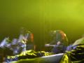 Slipknot -sajt kp-