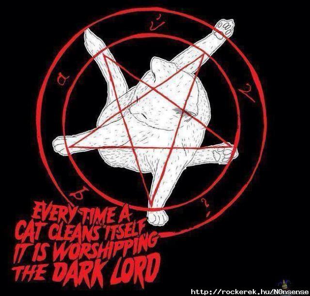 Cat - cleaning
