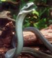 s itt a msik , a fekete mamba