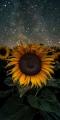 images (1)