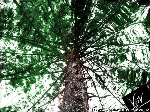 2004  The Tree is out There