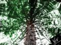 2004  The Tree is out There