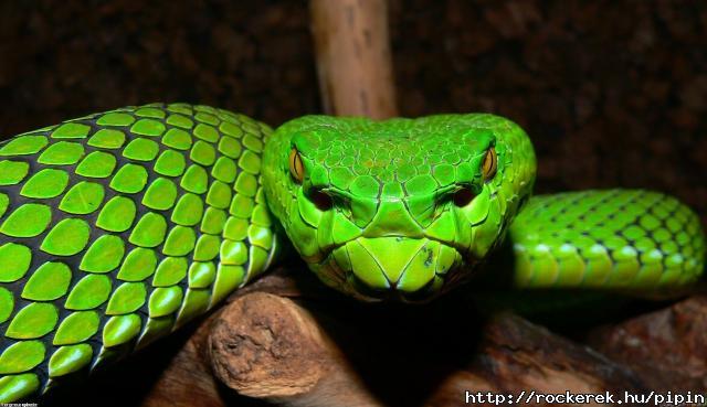 viper