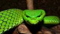viper
