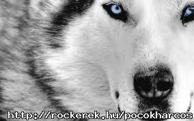 wolf.