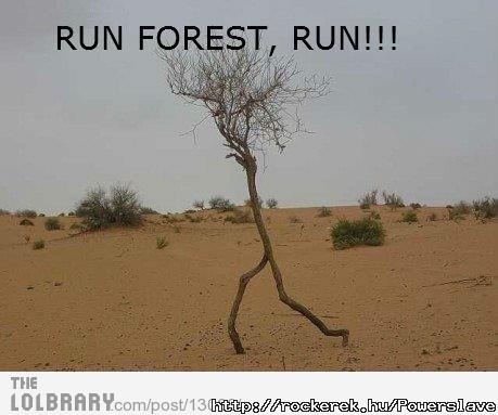 forest