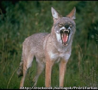 Coyote