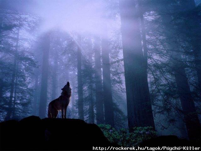 wolf