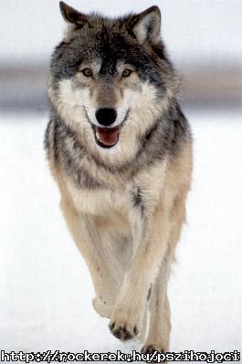 wolf2