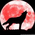 wolf4jpg