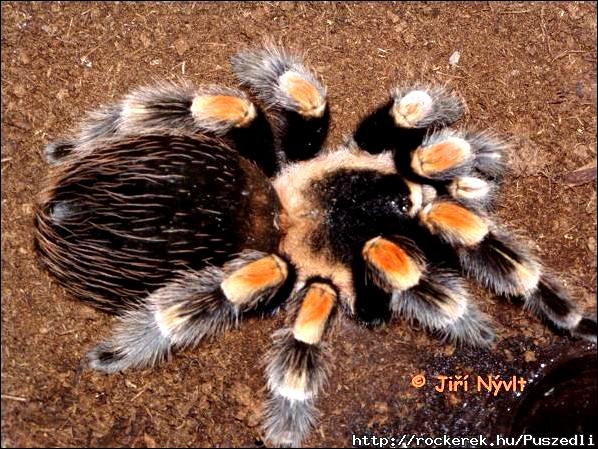 Brachypelma smithi kedvenc pkfajtm