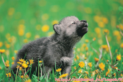5000-wolf-L