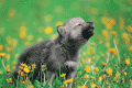 5000-wolf-L