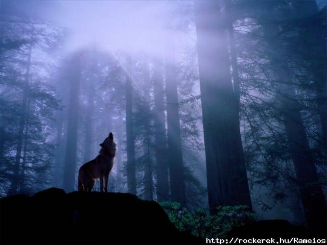 Wolf howling