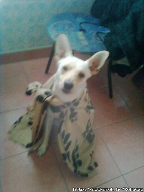 Sir Mogyor
