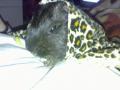 Leoprdmalacom   R.I.P. :(