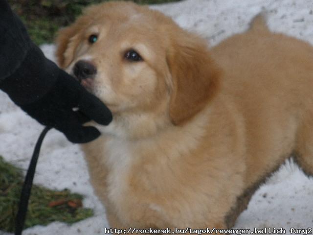Maci