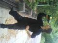Ribanc