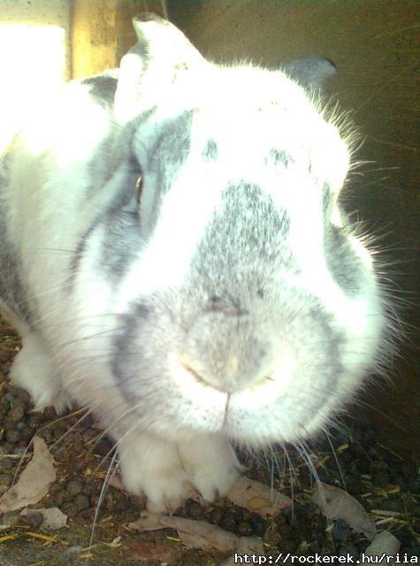 Adolf a nyl *-*♥