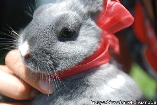 olyanszeep *o*