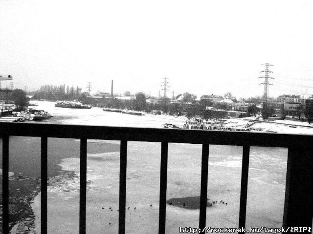 sajt-Walks of the Unhappy ducks at the dead river-sajt