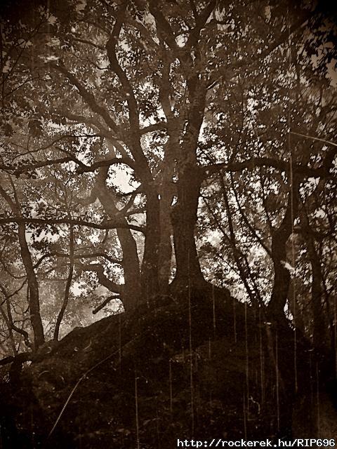 Old Trees