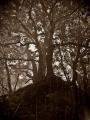 Old Trees