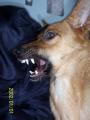  itt Shelly. A kutym.  is Metal face :D \m/