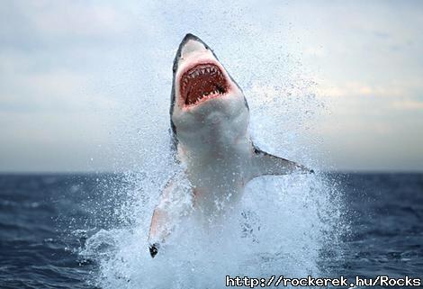 shark6