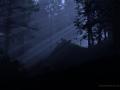 dark-nite-forest-image