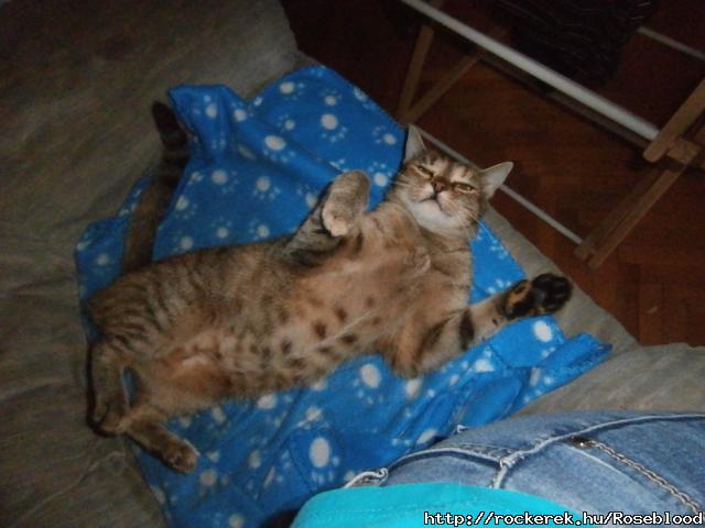 *Pet me!*