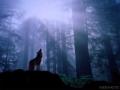 12969_wallpaper280